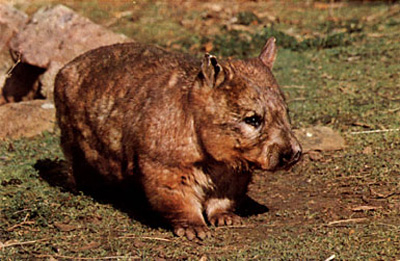 Southern-hairy-nosed-wombat--lasiorhinus-latifrons---australia.jpg