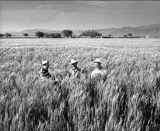 320px-Green revolution Wheat--Borlaug (r).jpg