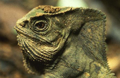 Iguana-species--darien--panama.jpg