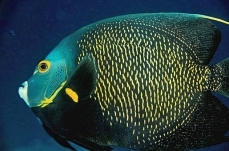 French angelfish