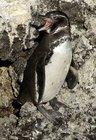 140px-Galapagos penguin1.jpg