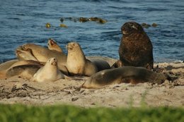 260px-New Zealand sea lion 1.jpg