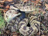 160px-Blacktailed rattlesnake.jpg