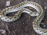 160px-Checkered garter snake.jpg