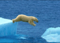 200px-Polar bear.gif