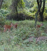 200px-Prudence island white-tailed deer.JPG