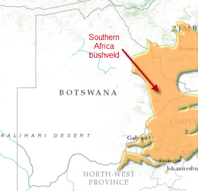 Bostwana-southern-africa-bushveld.png