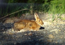 250px-Eastern Canadian Shield taiga 2.jpg