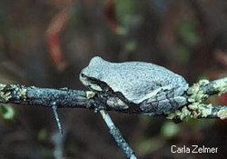 250px-Greytreefrog.jpg