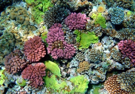 Coralspapuanewguineabrocken-inaglorymulti color corals 438x0 scale.JPG