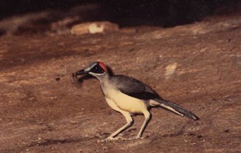 350px-Grayneckedrockfowl.jpg