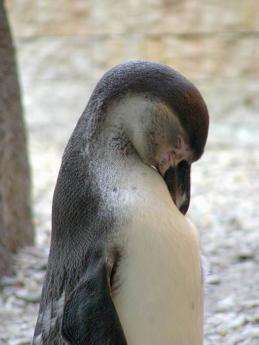 Humboldt Penguin1.jpg