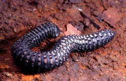 250px-Millipede.jpg