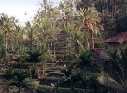 400px-Rice terrace in Ubud Bali.jpg.jpeg