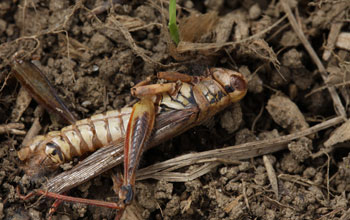 Grasshopper3-nsf-drorhawlena.jpg