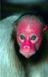 249px-The Red or White uakari.jpg