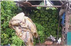 Banana production is a vibrant economic activity in Madagascar. (Source: D. Tsialonina)