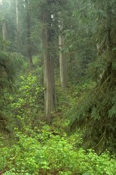 250px-Na0519 jedediah smith redwoods california.jpg