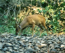 250px-Barking deer.jpg