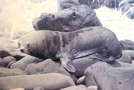 190px-Guadalupe fur seal 1.jpg