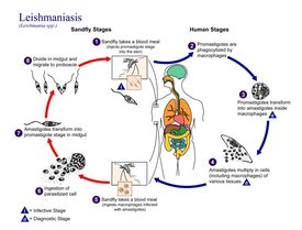 275px-Leishmaniasis CDC.jpg