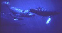 200px-Humpback whalepod.jpg