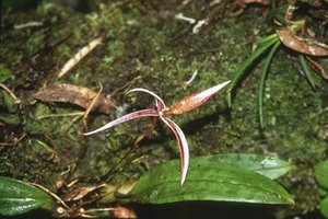 300px-Orchidspeciesbhutan.jpg