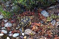 199px-Angulated tortoise.jpg