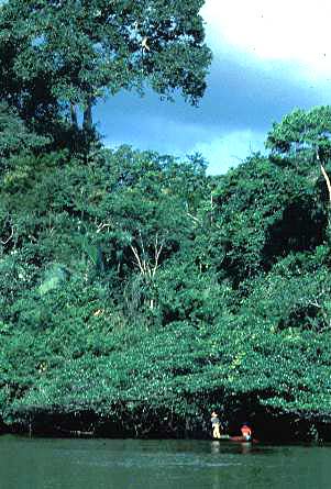 Itacaiunas-river--brazil.jpg