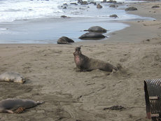 230px-northern-elephant-seal-2.jpg