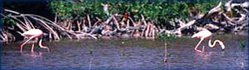 249px-Bahamian mangroves 2.jpg