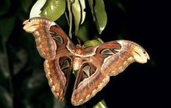 250px-Atlas Moth.jpg