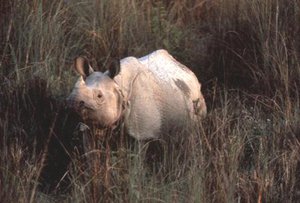 300px-Greateronehornedrhino.jpg