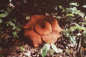 300px-Rafflesia.jpg