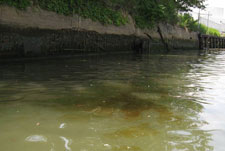 Oil Seepage on Newtown Creek.jpg