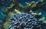 150px-Club-tipped finger coral colony.jpg