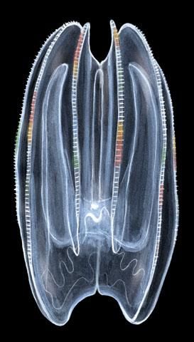 Aisfig3.mnemiopsis.jpg