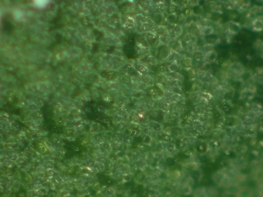 Healthy-fenugreek-dorsal-leaf-surface-as-observed-under------low-magnification-2810x-29-of-a-light-microscope.jpg