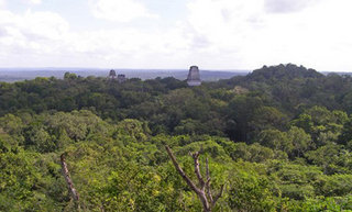 320px-Lowlandforestguatemalatikal.jpg