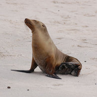 195px-Galapagos sea lion 1.jpg