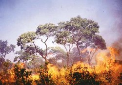 250px-Forest fire Zimbabwe.JPG