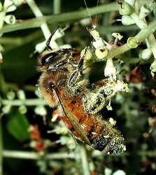 250px-Honeybee pollen 1165.jpg