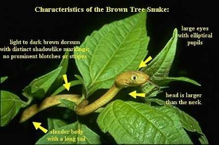 Brown tree snake.jpg.jpeg