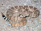 160px-Western diamondback.jpg