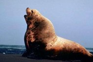 190px-Stellar Sea Lion 1.jpg