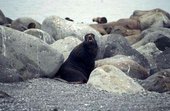 170px-Pribilof fur seal 1.jpg