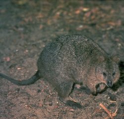 250px-Aa1205 quokka aus.jpg