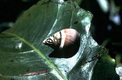 250px-Tree snail.jpg