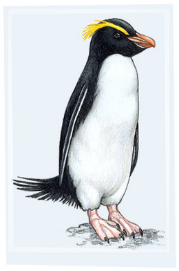 260px-Erect-crested-penguin-01.jpg