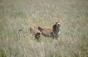 300px-Cheetah (Acinonyx jubatus), Tanzania.jpg